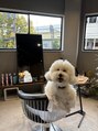 エンハンズ(enHANDs) 愛犬ぽんずです