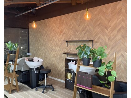 リクノス(Lychnus)の写真