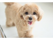 リペロ(ripero)の雰囲気（riperoのアイドル看板犬☆人間大好きな人懐っこい性格です♪）