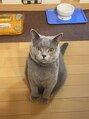 ストローク 高崎中居店(STROKE) 飼っている猫ちゃんです!
