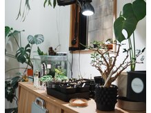 ツムジ(Tsumuji)の雰囲気（植物が多く、木の温もりを感じられます）