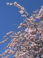 ルシードスタイル リム(LUCIDO STYLE Rim) 実家の庭のしだれ桜