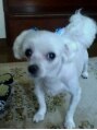 ペルシュ(Perche) 実家にいる愛犬の「ハッピー」です。こう見えてマルチーズです。