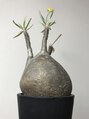 バポス ヘアサロン (BAPOS Hair Salon) 塊根植物