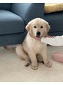 ヘアデザインフルーヴ(hair design fleuve)&nbsp;オスのゴールデンレトリバー飼っています。かなり元気いいです。