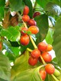 マース(mars) お店に置いてあるコーヒーの木です。赤い実が生りました。