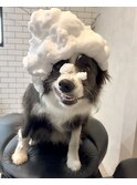 犬でも頭の血行促進したい