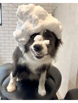 街の小さな美容室ビー(街の小さな美容室be.)&nbsp;犬でも頭の血行促進したい