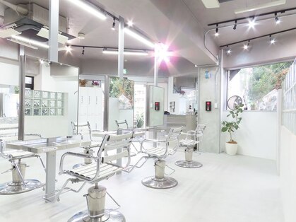 セリ(ceri)の写真