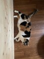 ヘアーサロン レンリ&nbsp;愛猫のグリコです♪
