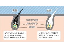 【大人女性の悩みNo.1】相談の多い『白髪』はなぜできるの？