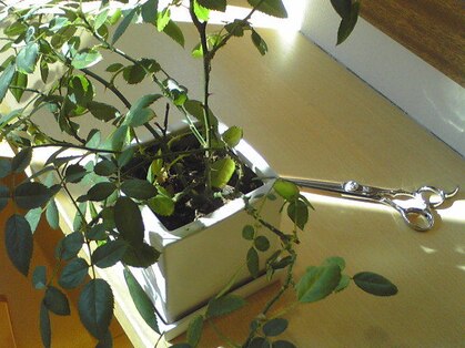 美容室グリップの写真