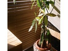 サンアタゴノット(san.atagonot)の雰囲気（多くの観葉植物。陽当たりの良い3Fに位置する店内）
