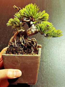 ボスヘアー チャプター(boss hair chapter) 吾妻五葉松　松国宝