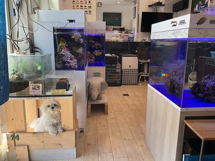 バーバーイズミ(BARBER IZUMI)の写真