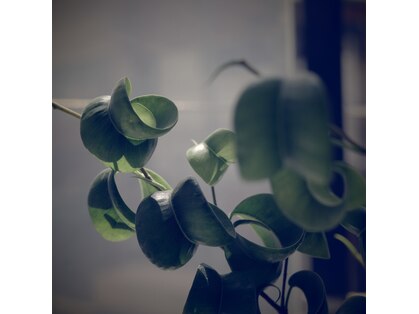 エディ(HEDI)の写真