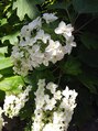 アーサス ヘアー サローネ 五井店(Ursus hair salone by HEADLIGHT)&nbsp;季節ごとのお花見に行くのが好きです！