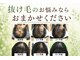 フォレスト(forest)の写真