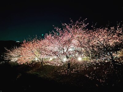 河津桜の季節にはお花見もできます