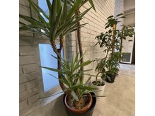 バーバーブース アサヒ(BARBERBOOTH ASAHI)の雰囲気（観葉植物も多く、お洒落な雰囲気です〈バーバー〉〈理容室〉）