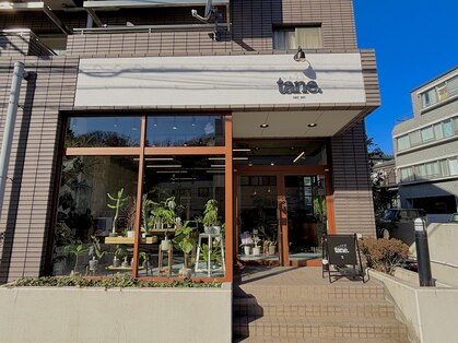 タネ(tane.)の写真