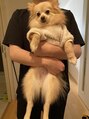 小谷理髪店 ソル(SOL)&nbsp;ポメラニアンを飼っています！毎日癒されます！