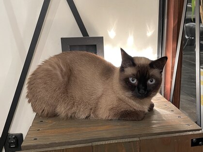 サロングロー(salonGLOW)の写真