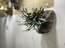 ヒューズリニエッジオブハウル(HUES lineage of HOWL)の雰囲気(店内至る所中ビカクシダがいっぱい(^^))