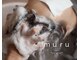 ムル 大口(muru)の写真