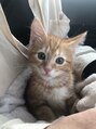 マーズ ナチュール(Mars natur) 猫の「むぎ」です。ジェネッタという希少種で人懐っこく暴れん坊