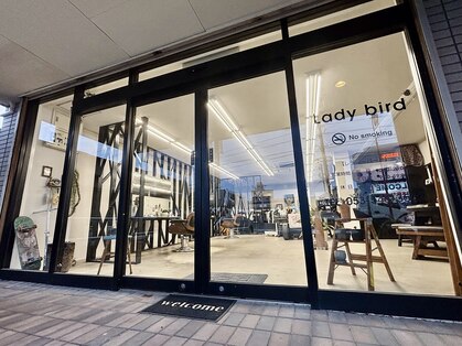 レディーバード(Lady bird)の写真