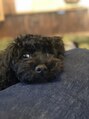リーコ(Ricco.) 愛犬家です!黒のトイプーを飼ってます!/髪質改善ストレート
