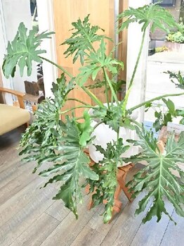 リヨン ブ ヘア(liyon bu hair)の写真/髪とお客様に寄り添う施術が大好評。落ち着ける空間で豊潤ケア。手触りが変わり毎日触れたくなる美髪に♪