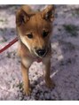 モイヘアーデザイン(moi hair design)&nbsp;ペットの外面のいい柴犬U・x・U