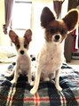 トランクス 札幌店(TORANK'S) 飼っているパピヨンです☆動物好きです！！