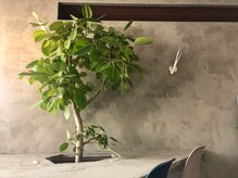 ルッカ(Rucca)の雰囲気（待合では大きな観葉植物がお出迎え☆ <TOKIO取扱店/髪質改善>）