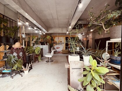 コノコア(conocoa)の写真