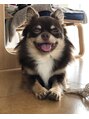 アイズクリーム(I's CREAM) ロングコートチワワ×チョコタンの愛犬ファッジ君です。