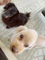 アイボリードット(ivory.) 実は犬も飼ってます 笑 ちゃげとろっくです☆