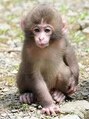 ラピュタ(Laputa) よくニホンザルに似てると言われます。