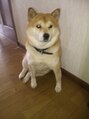 メリーランド 宮崎台店(MerryLand) 愛犬の大和です！！