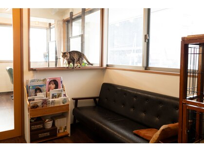 デカ(DECA)の写真