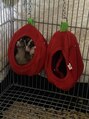 エフカード(F-card)&nbsp;モモンガ飼ってます^^