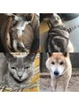 ヒビカ(HIBIKA) 猫4匹犬1匹を飼ってます♪♪