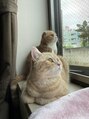 リメル 奥沢自由が丘店(Remel) こたろーとこじろーという猫がいます♪我が家の天使です!
