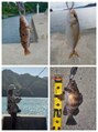 イル デ パン ILE DES PINS 釣り(海釣りで青物や根魚狙っています)