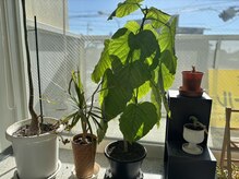 癒しの観葉植物からの木漏れ日が◎