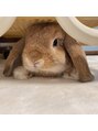 ル サロン リーカ 高見ノ里駅前本店(Le’Salon RYiCA) うちのうさぎのムギです。ホーランドロップのオスです♂