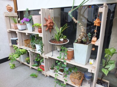 サロン内にあるカワイイ観葉植物☆