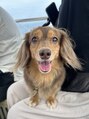 美容室 ルチア ハワイ(Luccica HAWAII) 愛犬のころんちゃんです!